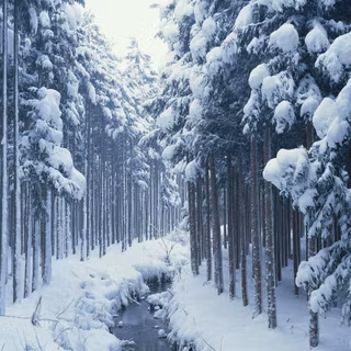 Winter forest wallpaper