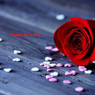 Rose Day Photography HD wallpaper