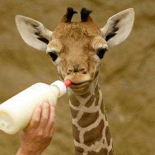 Baby giraffe wallpaper