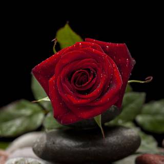 Rose Day Photography HD wallpaper