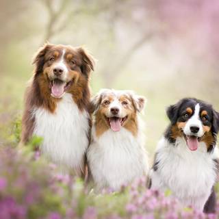 Dog friend wallpaper