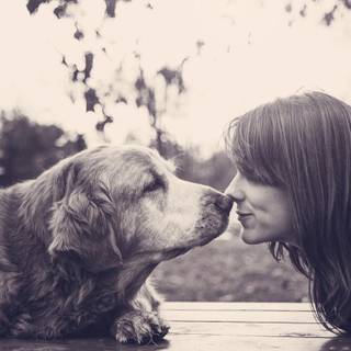 Dog friend wallpaper