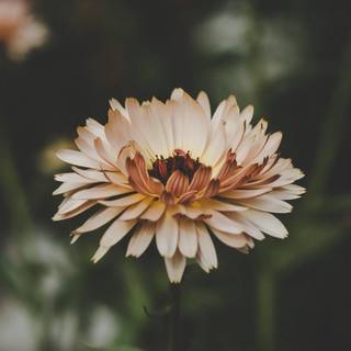 Softly flowers wallpaper