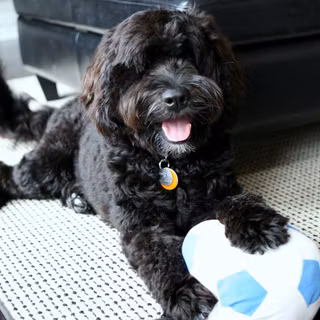 Portuguese Water Dog wallpaper