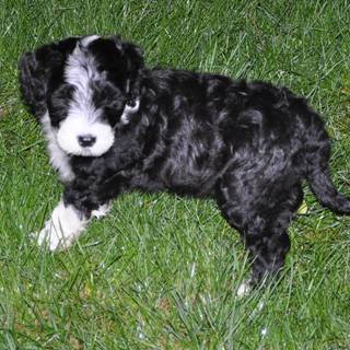 Portuguese Water Dog wallpaper