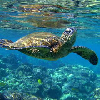 Sea turtle phone wallpaper