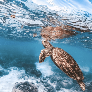 Sea turtle phone wallpaper