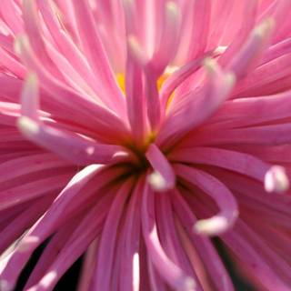 Mobile 720 HD wallpaper