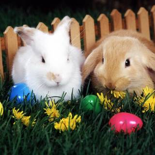 Easter bunny and egg wallpaper