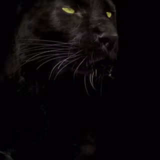 Black Panther for mobile wallpaper