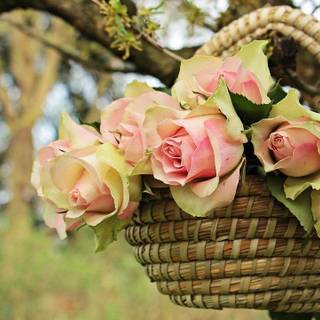 Flowers basket wallpaper