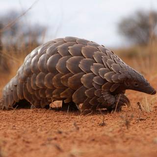 Pangolins wallpaper