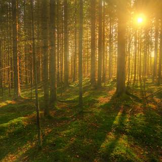 Sun rays through forest trees wallpaper