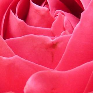 Close up pink rose wallpaper