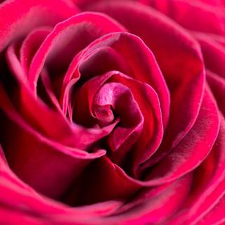 Close up pink rose wallpaper