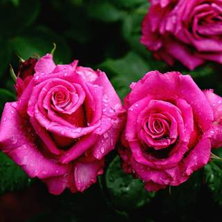 Close up pink rose wallpaper