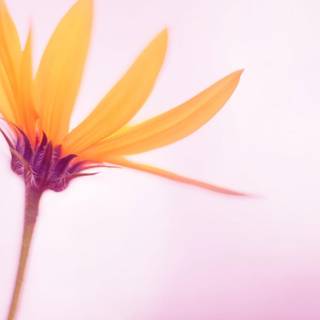 Simple flower wallpaper