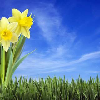 Simple flower wallpaper