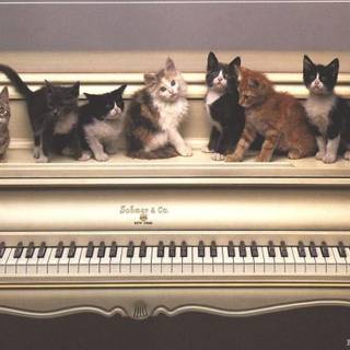 Piano cat wallpaper