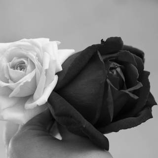 Tumblr desktop black and white rose wallpaper