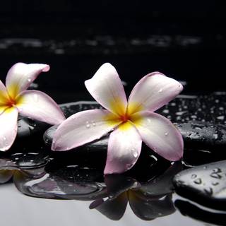 Desktop Hq Zen wallpaper