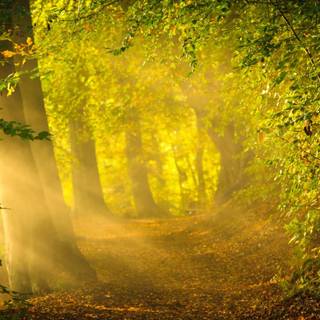 Sun rays morning wallpaper