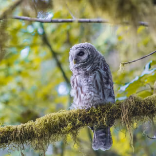 Frosty perch wallpaper