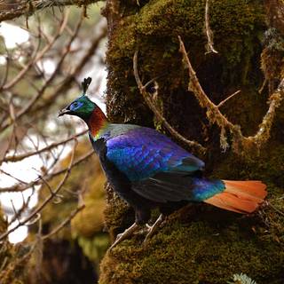 Himalayan monal wallpaper
