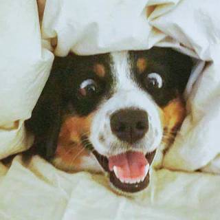 Funny cats and dogs wallpaper