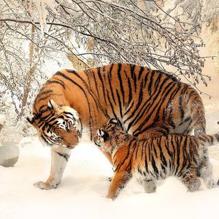 Go Tigers! wallpaper