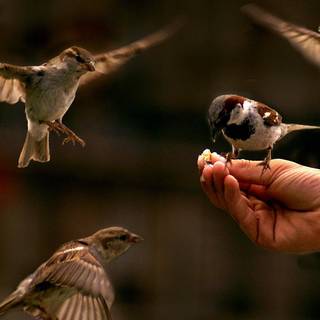 Feeding birds wallpaper
