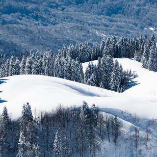 Frosted landscape wallpaper