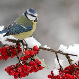 Feeding birds wallpaper