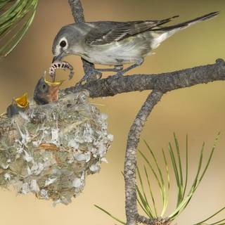 Feeding birds wallpaper