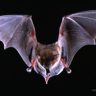 Bat desktop wallpaper