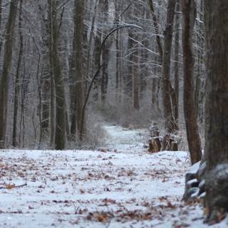 Winter forest path snow wallpaper