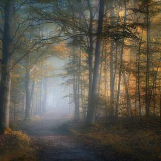 Forest tall trees fog wallpaper
