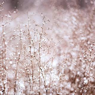 Winter pink wallpaper