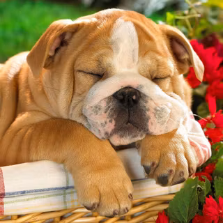 Animals in summer wallpaper