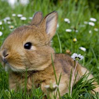 Animals in summer wallpaper