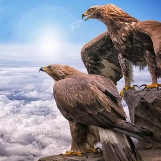 Golden Eagle phone wallpaper