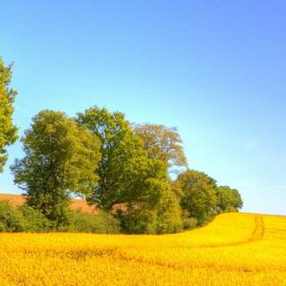Yellow canola field wallpaper
