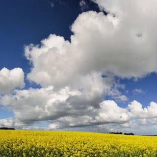 Yellow canola field wallpaper