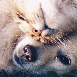 Aesthetic animal wallpaper