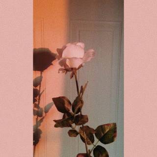 Vintage hintergründe wallpaper