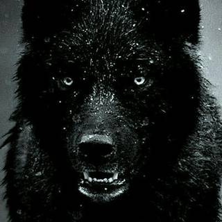 Animal black wolfs HD mobile wallpaper