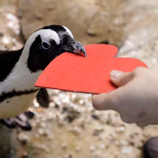 Valentines Day penguin wallpaper
