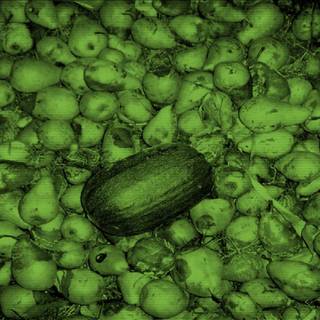 Winter melon wallpaper