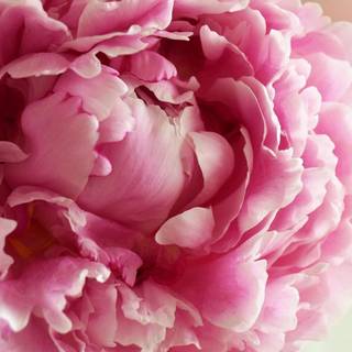 Desktop peonies wallpaper
