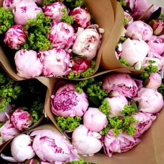 Desktop peonies wallpaper